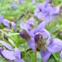 Viola odorata fleur